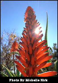 Photography Cactus Flower